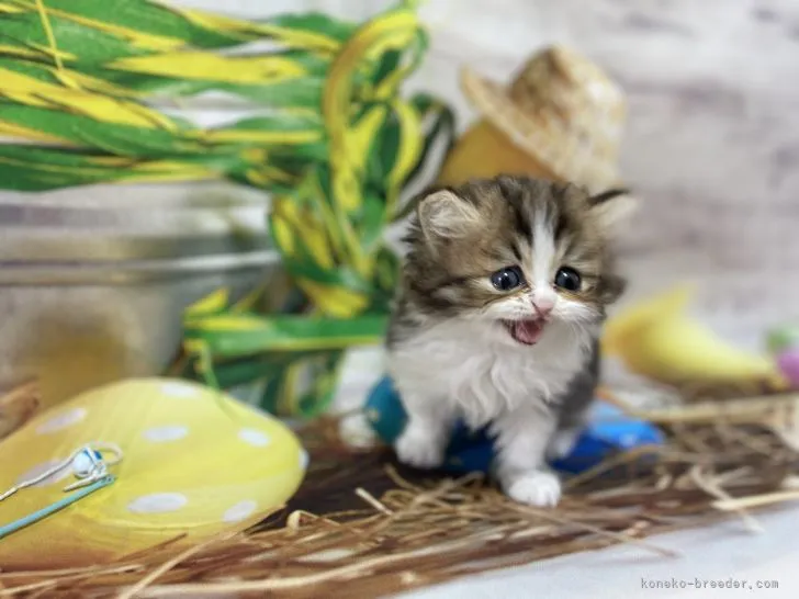 ID：2201-01291の子猫