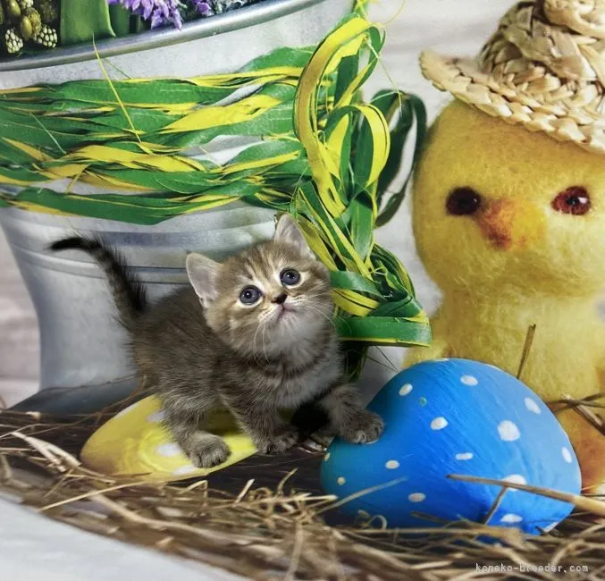 ID:2107-02696の子猫
