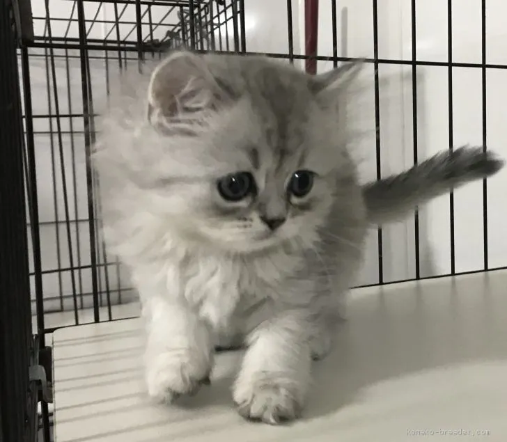 ID:1911-01464の子猫