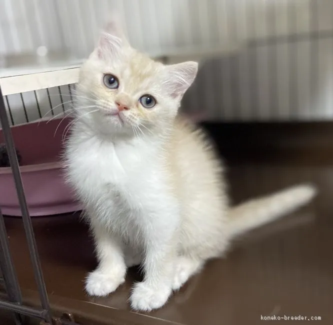 ID:2012-01692の子猫