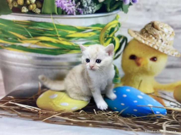 ID:2112-00254の子猫