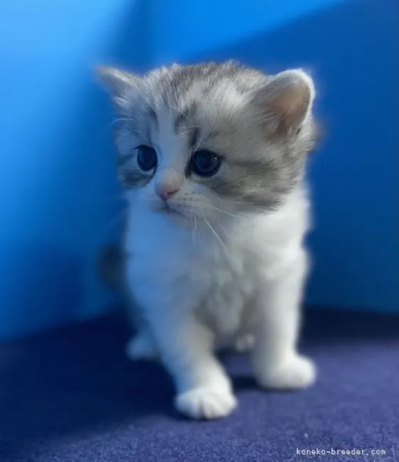 ID：2104-00990の子猫