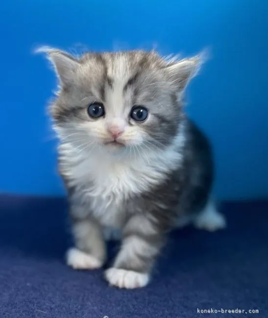 ID：2104-02517の子猫
