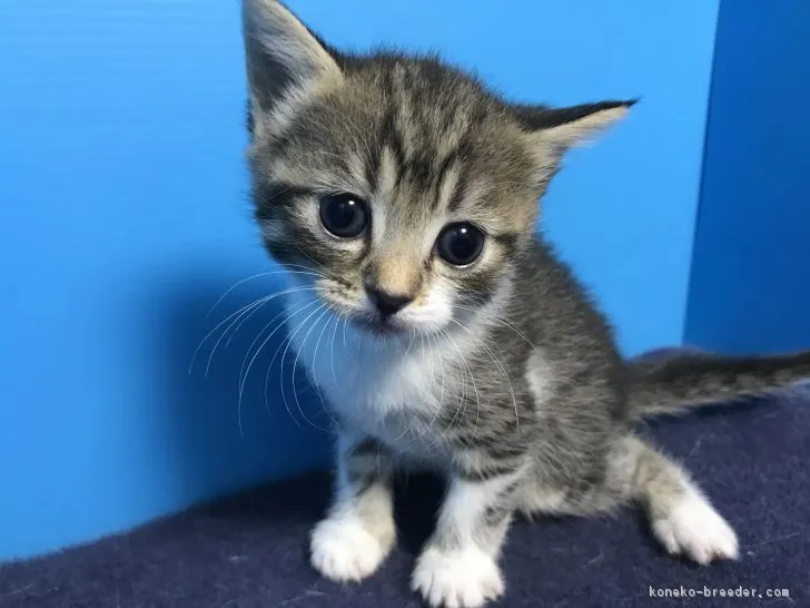 ID：1903-00957の子猫