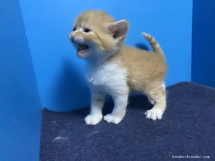 ID：1903-00960の子猫