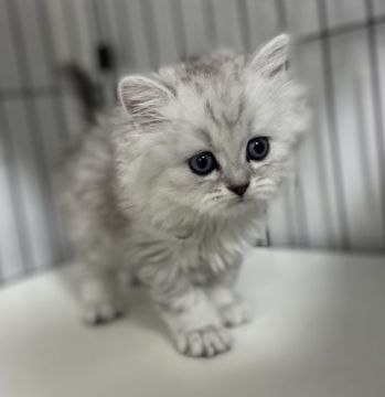 ペルシャ(チンチラ)【群馬県・男の子・2021年2月2日・チンチラシルバー（ふわふわロング）】の写真「🌸めちゃくちゃ可愛い僕。3/21迄の募集です。🌸」