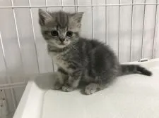 ミヌエット【群馬県・女の子・2018年11月8日・ブルータビー】の写真1「12/16撮影です」