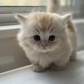 ミヌエット(短足)【群馬県・男の子・2024年4月22日・カメオタビー】の写真2