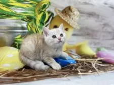 ミヌエット【群馬県・男の子・2022年1月17日・クリームタビー&ホワイト 足長】の写真2