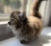 ミヌエット(短足)【群馬県・女の子・2023年6月30日・ブラウンタビー】の写真2「8/29撮影です。」