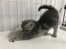 ミヌエット【群馬県・女の子・2018年11月8日・ブルータビー】の写真2