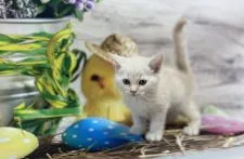 ミヌエット【群馬県・男の子・2021年10月30日・クリームタビー&ホワイト 足長】の写真2