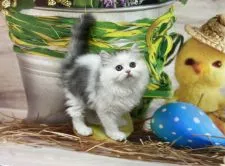 ミヌエット【群馬県・女の子・2021年12月9日・ブルータビー&ホワイト 足長】の写真2