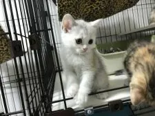 ミヌエット【群馬県・女の子・2019年5月26日・シルバーパッチドタビー&ホワイト】の写真3