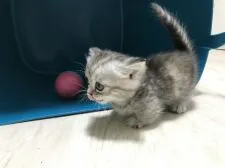 ミヌエット【群馬県・女の子・2018年7月1日・シルバーパッチドタビー】の写真3「まるで報復前進(´∀｀=)」