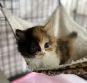 ミヌエット【群馬県・女の子・2020年3月25日・キャリコ】の写真4