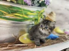 ペルシャ(チンチラ)【群馬県・男の子・2021年11月4日・チンチラゴールデン】の写真4