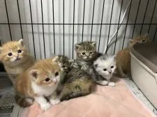 ミヌエット【群馬県・男の子・2018年9月29日・レッドタビー】の写真5「★兄弟6匹★」