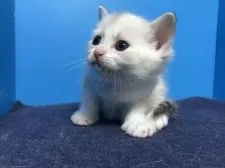 ミヌエット【群馬県・女の子・2019年5月26日・シルバーパッチドタビー&ホワイト】の写真5