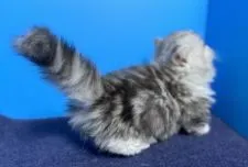 ミヌエット【群馬県・男の子・2020年11月6日・シルバータビー&ホワイト】の写真5