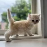 ミヌエット(長足)【群馬県・女の子・2025年7月28日・カメオタビー】の写真12