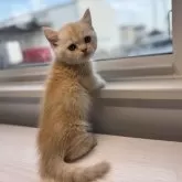 ミヌエット(短足)【群馬県・男の子・2025年6月14日・カメオタビー&ホワイト】の写真9