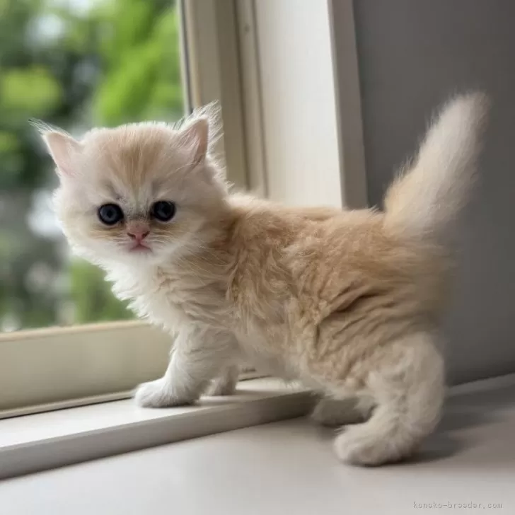 ID：2509-00423の子猫