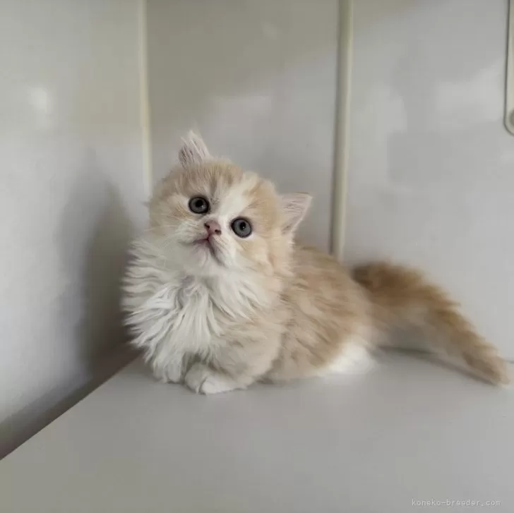 ID:2412-02590の子猫