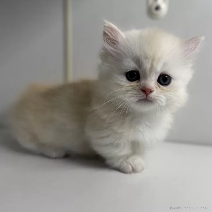 ID:2504-00247の子猫