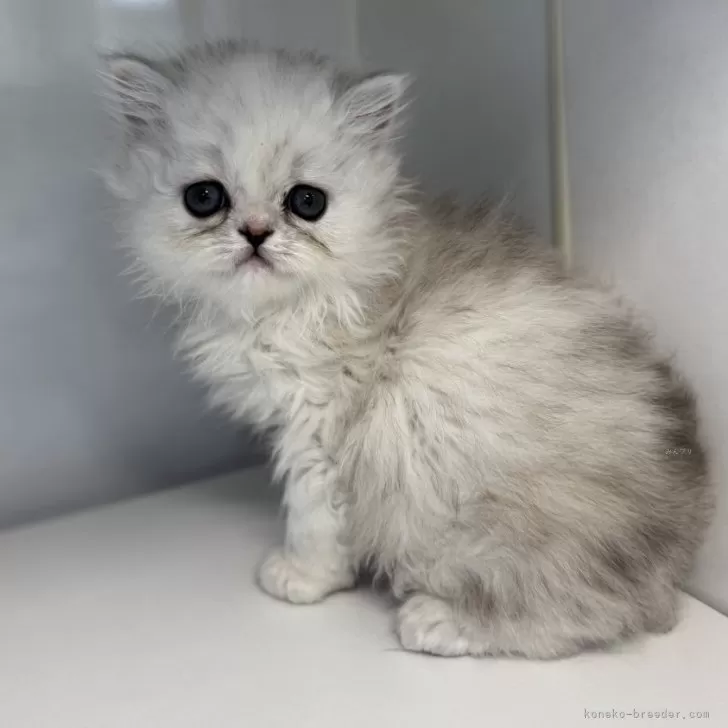 ID：2504-01292の子猫