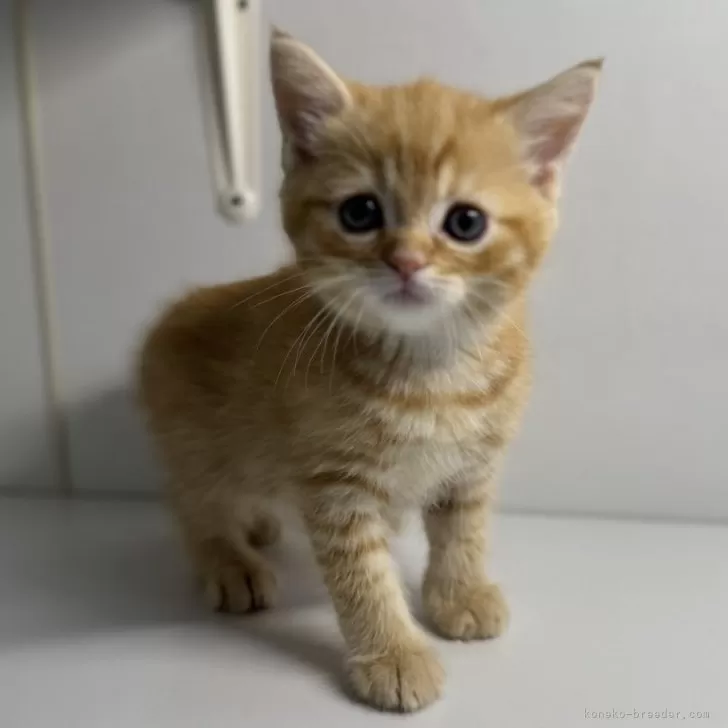 ID：2504-00246の子猫