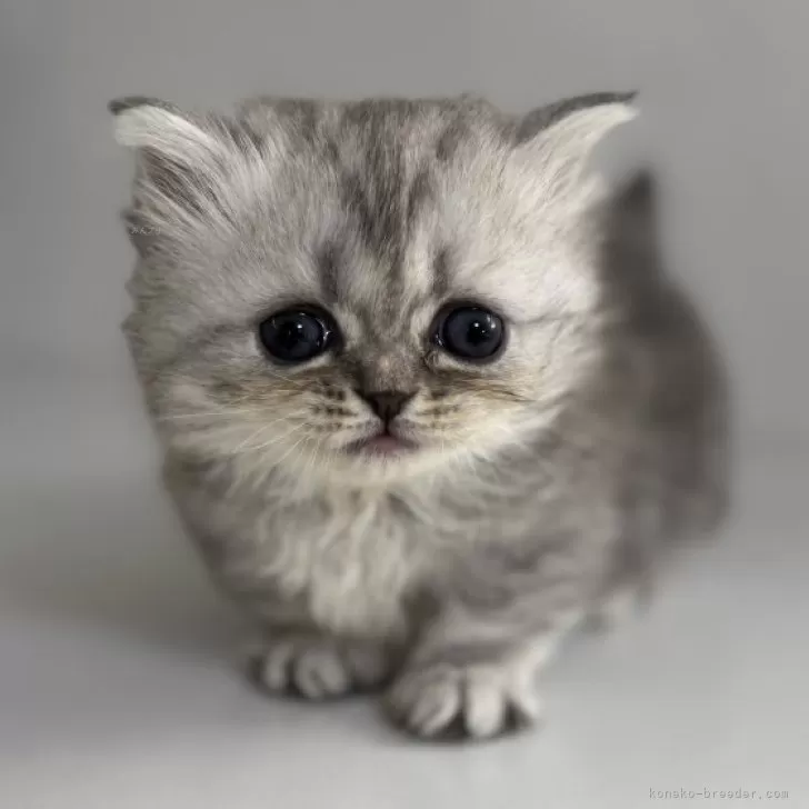 ID:2412-02602の子猫