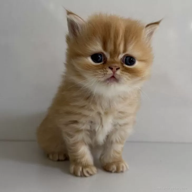 ID：2412-02593の子猫