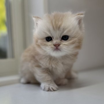 ミヌエット(長足)【群馬県・男の子・2025年10月25日・カメオタビー又はレッドタビー（ロングコート）】の写真「🌸きゃわい➖➖僕ちゃん🌸」