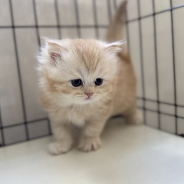 ミヌエット(長足)【群馬県・男の子・2025年10月25日・カメオタビー又はレッドタビー（ロングコート）】の写真「🌸きゃわい➖➖➖僕ちゃん🌸」