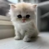 ミヌエット(長足)