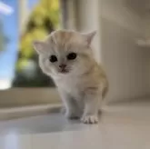 ミヌエット(長足)