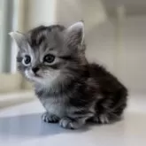 ミヌエット(短足)