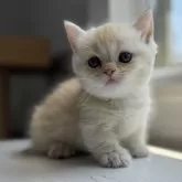 ミヌエット(短足)【群馬県・男の子・2025年6月14日・カメオタビー&ホワイト】の写真11