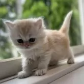 ミヌエット(長足)【群馬県・女の子・2025年7月28日・カメオタビー】の写真6