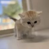 ミヌエット(長足)【群馬県・男の子・2025年11月13日・カメオタビー&ホワイト】の写真9