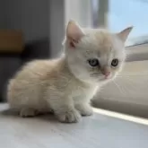 ミヌエット(短足)【群馬県・男の子・2025年6月14日・カメオタビー&ホワイト】の写真13