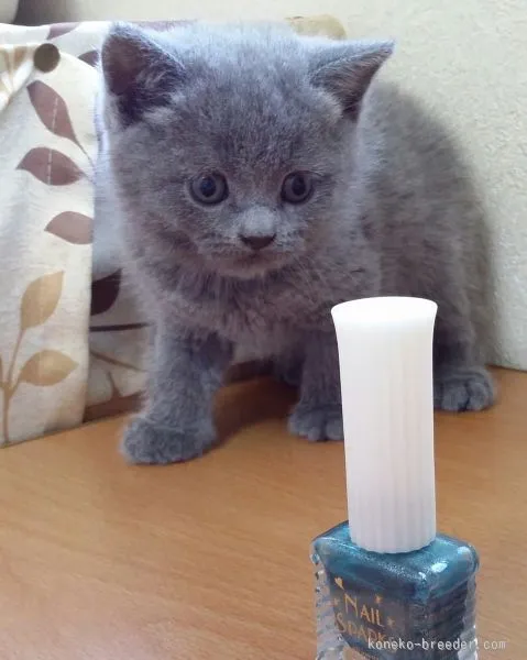 ID：1510-00451の子猫