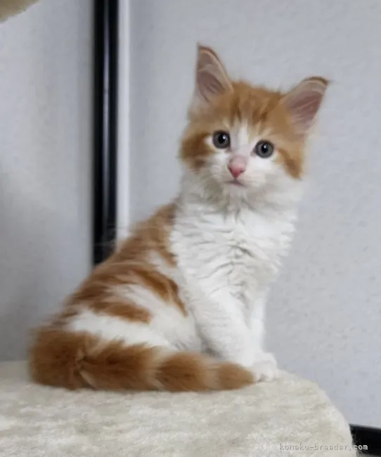 ID:2205-02831の子猫