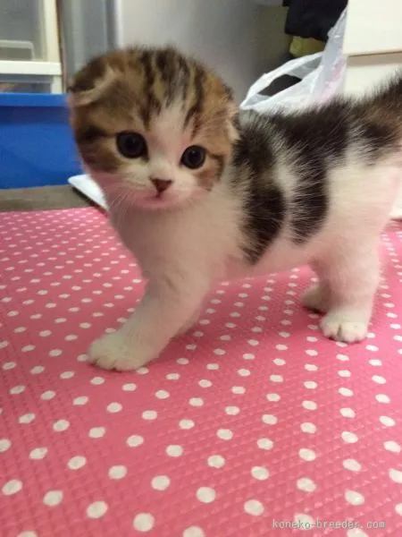 ID:1508-00477の子猫