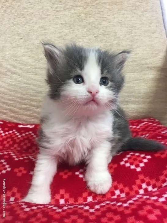 ID：1702-00224の子猫