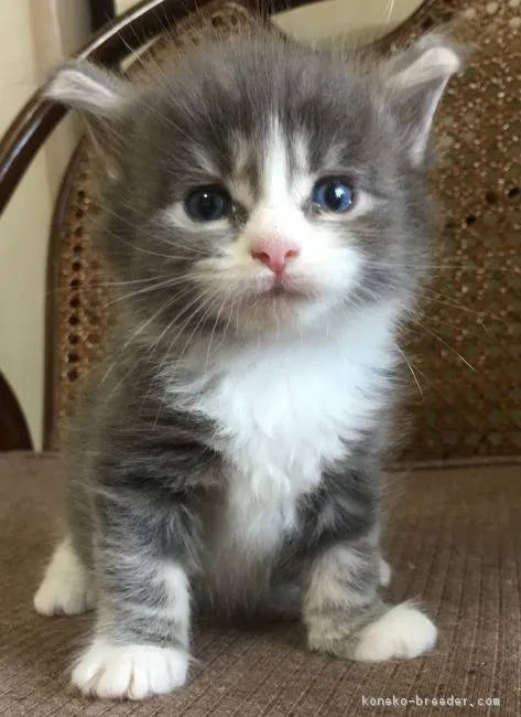 ID：1607-00168の子猫