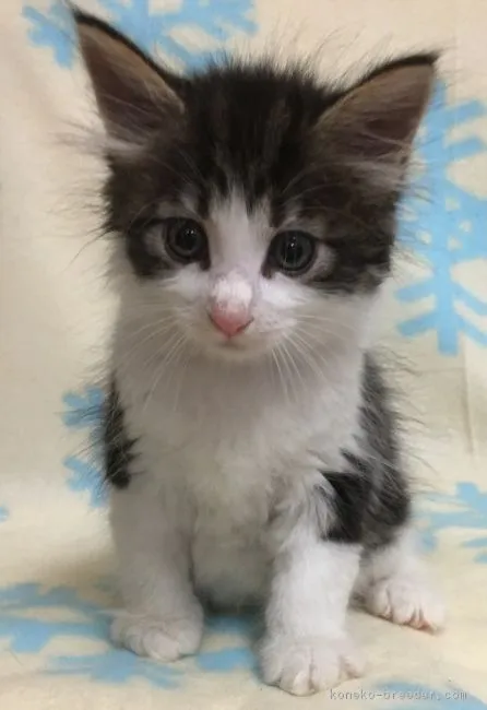 DAVID母 様のお迎えした子猫