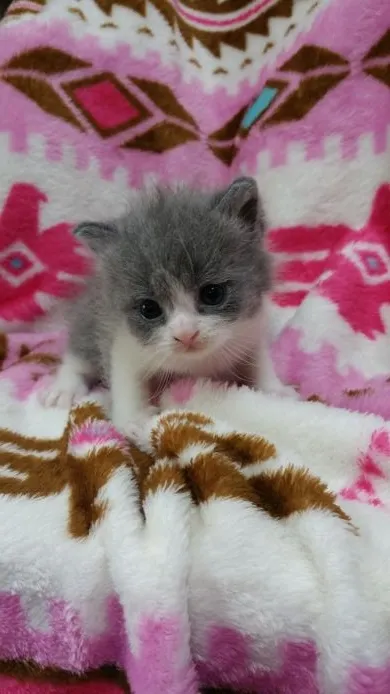 ID：1505-00655の子猫