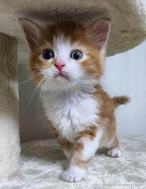 ID:2205-01277の子猫